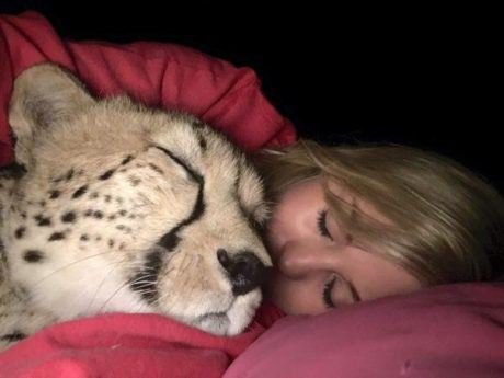 Британка спасла малыша гепарда от браконьеров, а потом не смогла оставить его в приюте